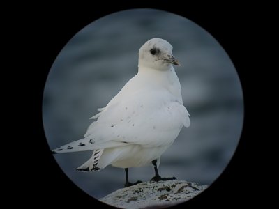 Ismås - Ivory Gull (Pagophila eburnea)