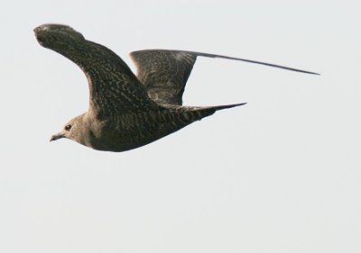 Fjllabb - Long-tailed Skua (Stercorarius longicaudus)