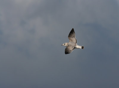 Fiskms - Common Gull (Larus canus)