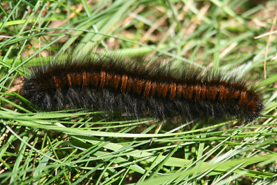 Grsulv - Fox Moth (Macrothylacia rubi)