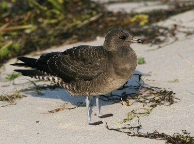 Fjllabb - Long-tailed Skua (Stercorarius longicaudus)