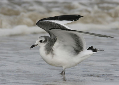 Trnms - Sabine's Gull (Xema sabini)