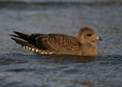 Fjllabb - Long-tailed Skua (Stercorarius longicaudus)