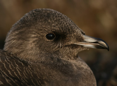 Fjllabb - Long-tailed Skua (Stercorarius longicaudus)