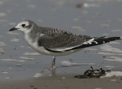 Tärnmås - Sabine's Gull (Xema sabini)