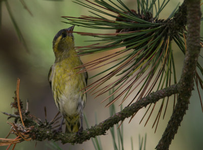 Grnsiska - Siskin (Carduelis spinus)