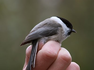 Talltita - Willow Tit (Parus montanus)