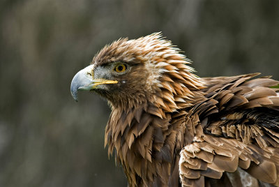 Golden Eagle I