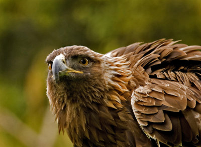 Golden Eagle III