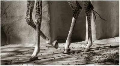 She's Got Legs