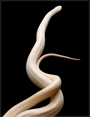 Slither