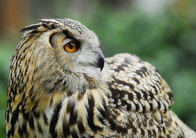 Eagle Owl Profile