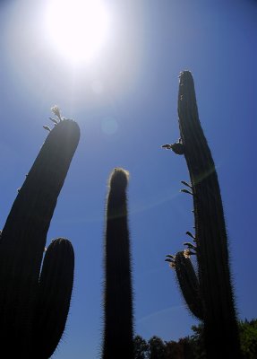 Cacti Silhouettes I