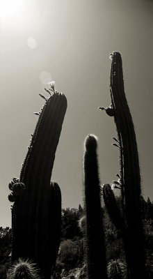 Cacti Silhouettes II