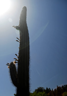 Cacti Silhouettes III