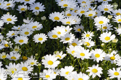 _MG_5850 copy.jpg