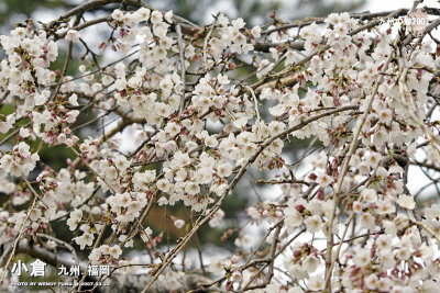 _MG_6065 copy.jpg