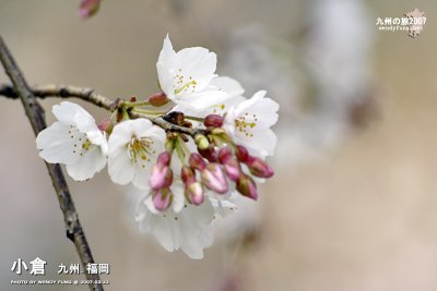 _MG_6070 copy.jpg