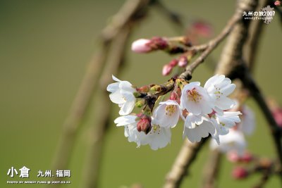 _MG_6075 copy.jpg
