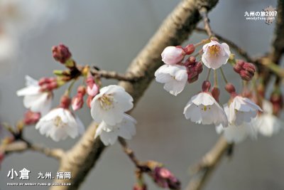 _MG_6076 copy.jpg