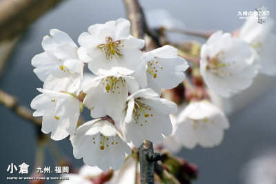 _MG_6081 copy.jpg