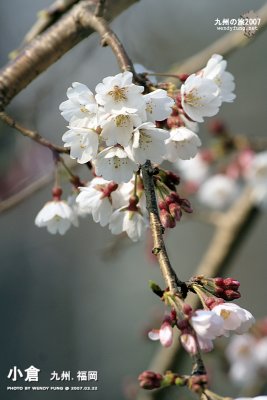 _MG_6092 copy.jpg
