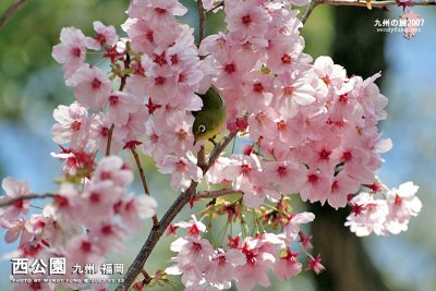_MG_6232l copy.jpg