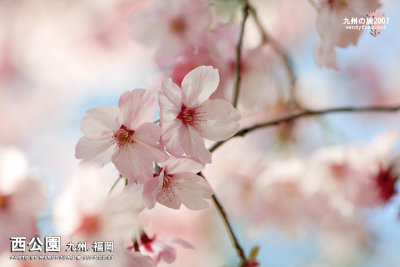 _MG_6265l copy.jpg
