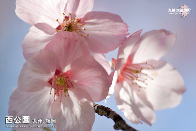 _MG_6330l copy.jpg