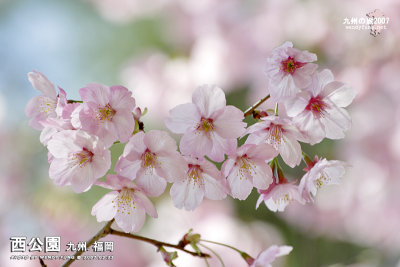 _MG_6343s copy.jpg