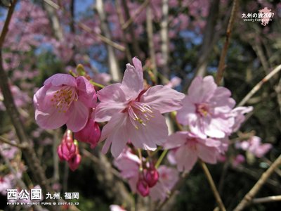 cIMG_6658 copy.jpg