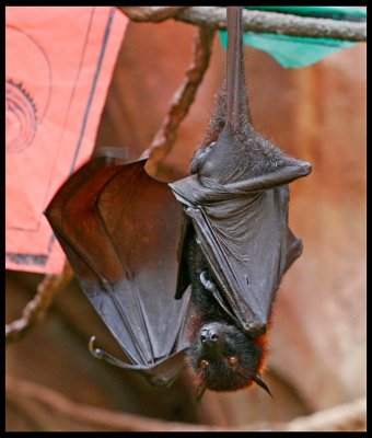 Giant Fruit Bat Taking a Quick Look