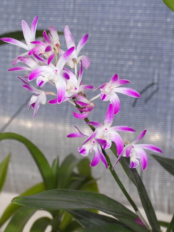 Dendrobium kingianum Roy Gill