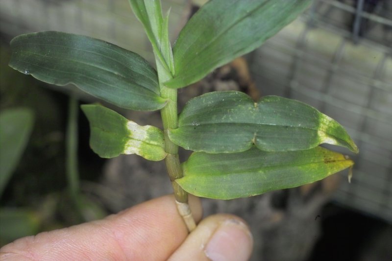 Dendrobium - over dose of Physan 20 IMG10230