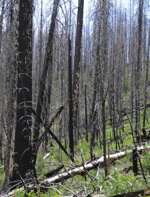 Burnt area near Hannigans Meadow IMG07947