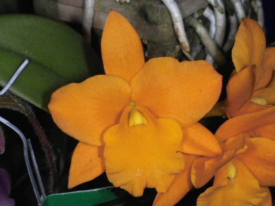 BLC Fuchs Orange Nugget 'Lea'