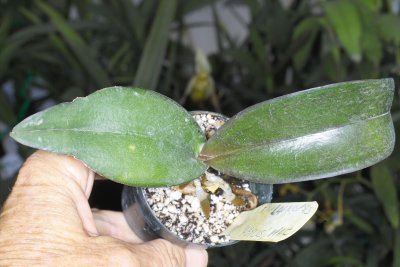Phal recovering from unknown pitting after heavy systemic fungicide use IMG10321