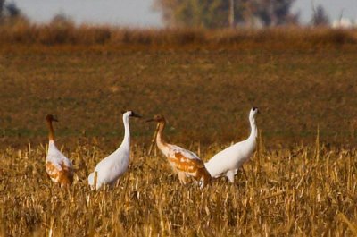 Whooping Crane 26