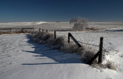 Hog Fence