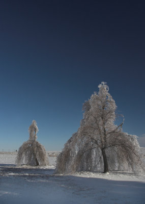 Two Trees