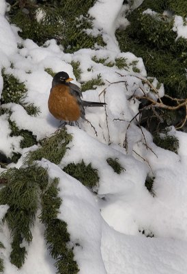 Robin in the Snow