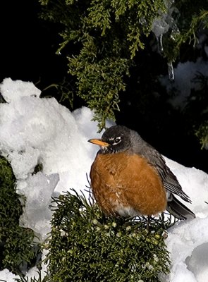 Robin in the Snow 3b