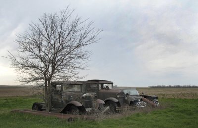 Old Cars and Tree