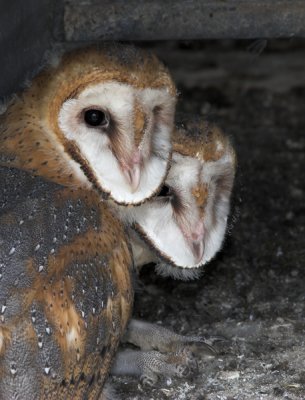 Baby Barn Owls 1a