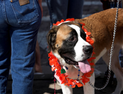 Parade dog