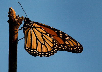 Monarch Butterfly 5b