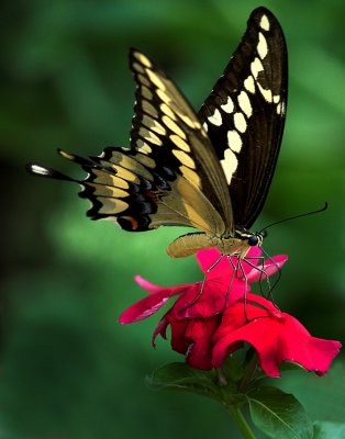 Giant Fluted Swallowtail