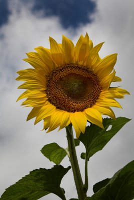 Sunflower 2a