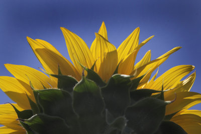 Sunflower 9a
