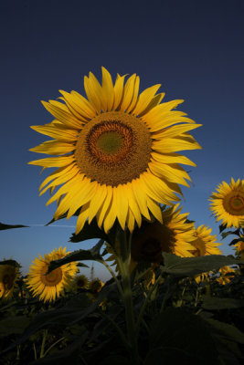 Sunflower 17a
